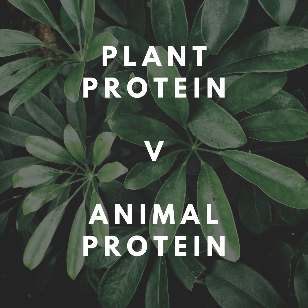 Plant v Animal Protein the reality